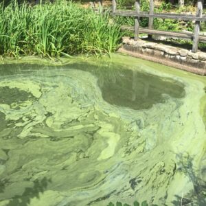 An algal bloom in Lower Mill Pond in Brewster, Massachusetts, on Aug. 5, 2022. (Courtesy Association to Preserve Cape Cod)