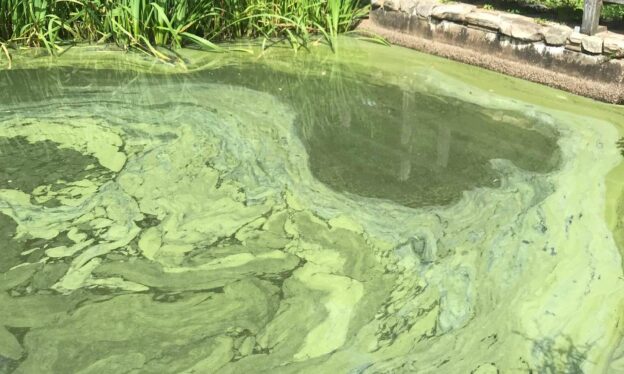 An algal bloom in Lower Mill Pond in Brewster, Massachusetts, on Aug. 5, 2022. (Courtesy Association to Preserve Cape Cod)